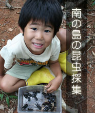 石垣島・八重山　南の島の昆虫採集