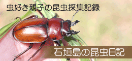 石垣島の昆虫日記　虫好き親子の昆虫採集記録