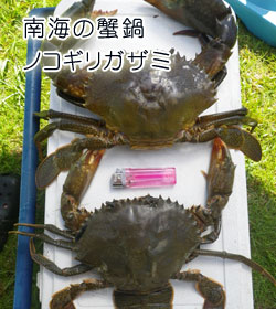南海の蟹鍋ノコギリガザミ