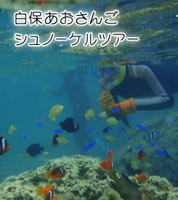 白保あおさんごシュノーケルツアー
