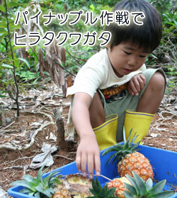パイナップル作戦でヒラタクワガタ