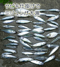 サビキ仕掛けでミジュンが大漁