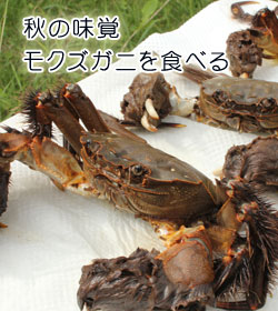 秋の味覚　モクズガニを食べる