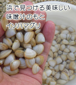 浜で見つける美味しい味噌汁のもとイソハマグリ