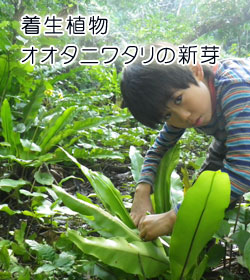 着生植物 オオタニワタリの新芽