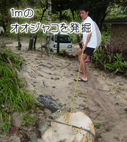 １ｍのオオジャコを発掘