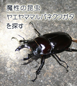 魔性の昆虫 ヤエヤママルバネクワガタを探す