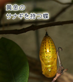 魔性の昆虫 ヤエヤママルバネクワガタを探す