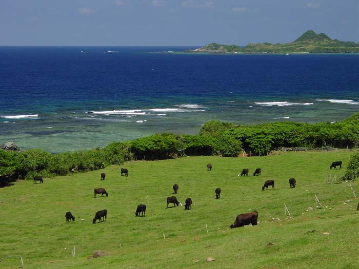 石垣島　崎枝の牧場と石崎