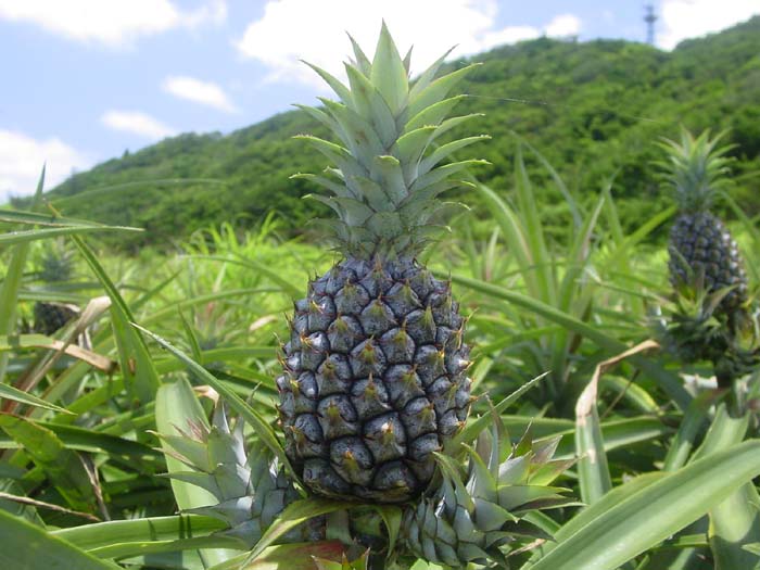 畑のパイナップル