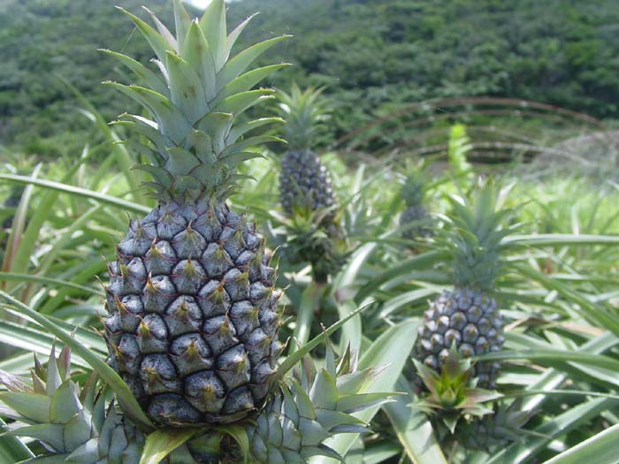 畑のパイナップル