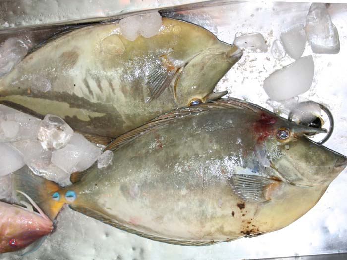 チヌマン（テングハギ）