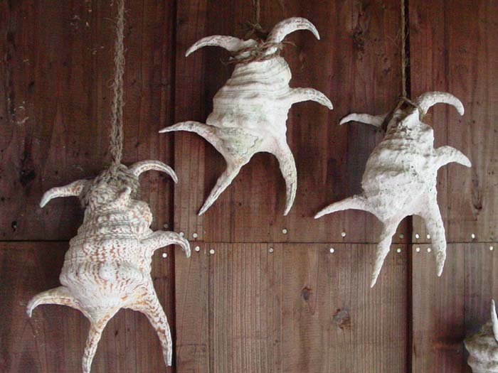 魔よけのスイジ貝