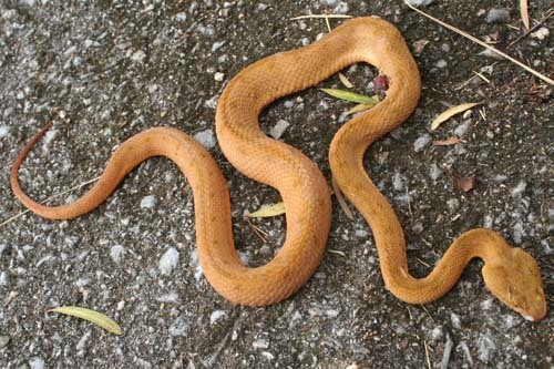 サキシマハブ（オレンジタイプ）