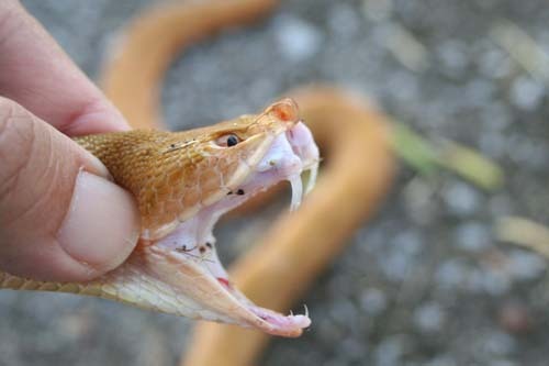 サキシマハブの毒牙