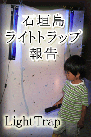 石垣島ライトトラップ報告