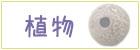 植物の漂着物